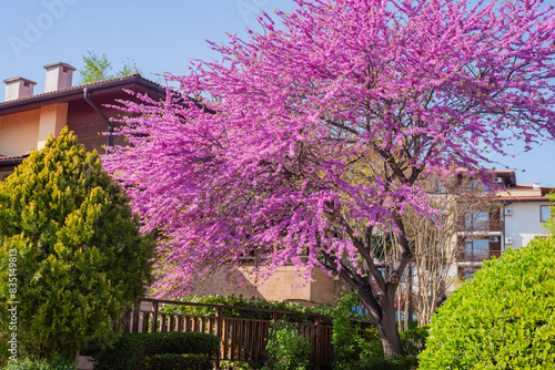 Blooming cersis tree with purple bright flowers