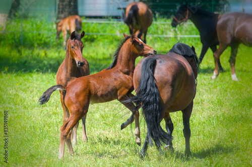 some pretty young chestnut foals are playing and running in the meadow photo