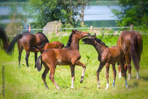 some pretty young chestnut foals are playing and running in the meadow photo