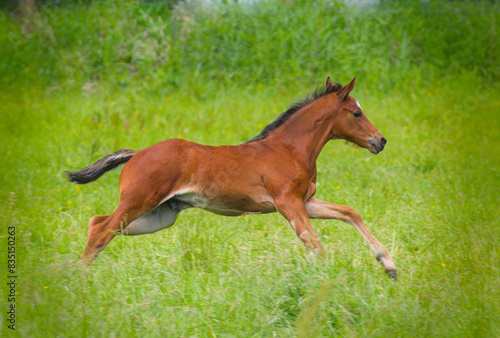 a pretty young chestnut foal is running in the meadow 