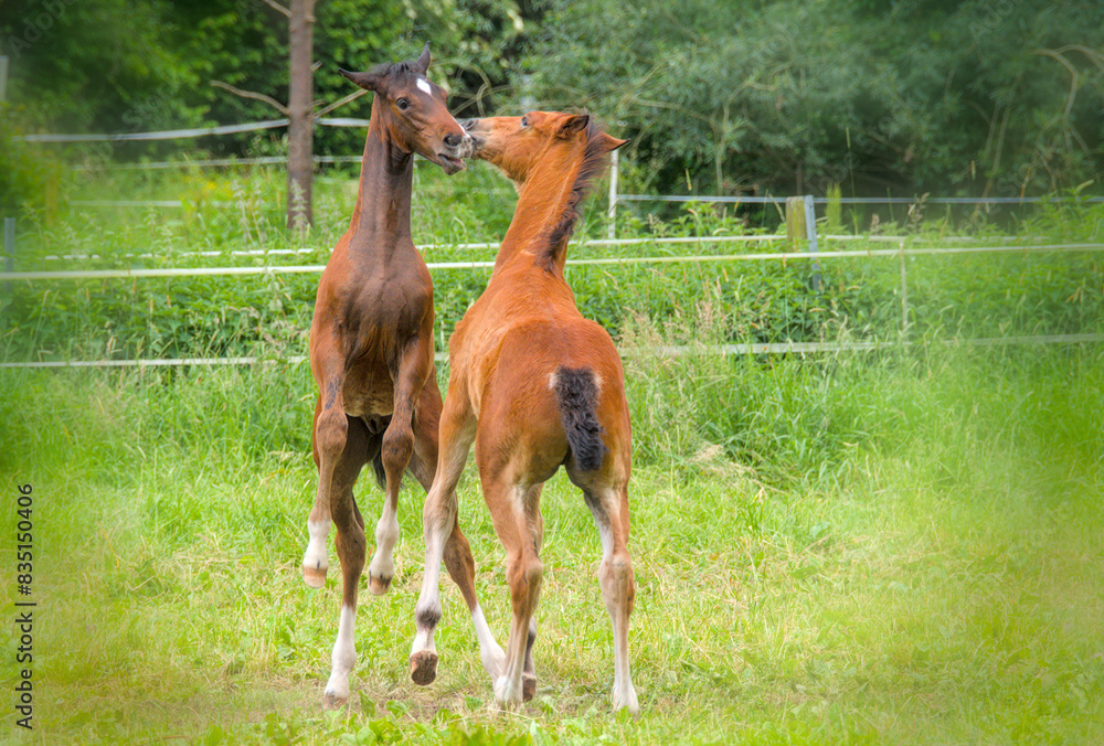 some pretty young chestnut foals are playing and running in the meadow some pretty young chestnut foals are playing and running in the meadow