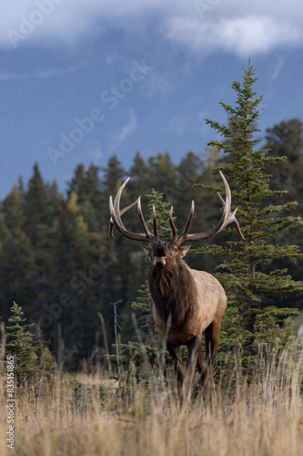 Bull elk during the rut in the Rocky Mountains © Harry Collins