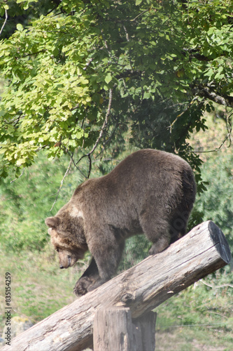 Braunbär photo