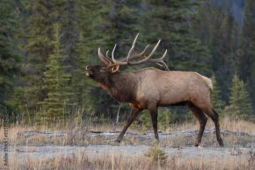 Wallpaper Mural Bull elk during the rut in the Rocky Mountains.  Torontodigital.ca