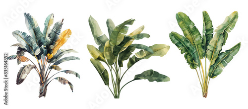 Watercolor set with palm trees and leaves floral plants elements