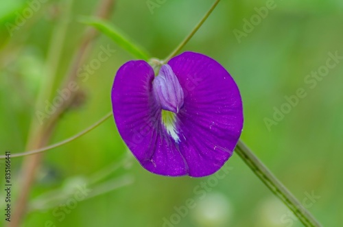 flores da caatinga, flor violeta, flor roxa, florzinha da caatinga, caatinga flower  photo