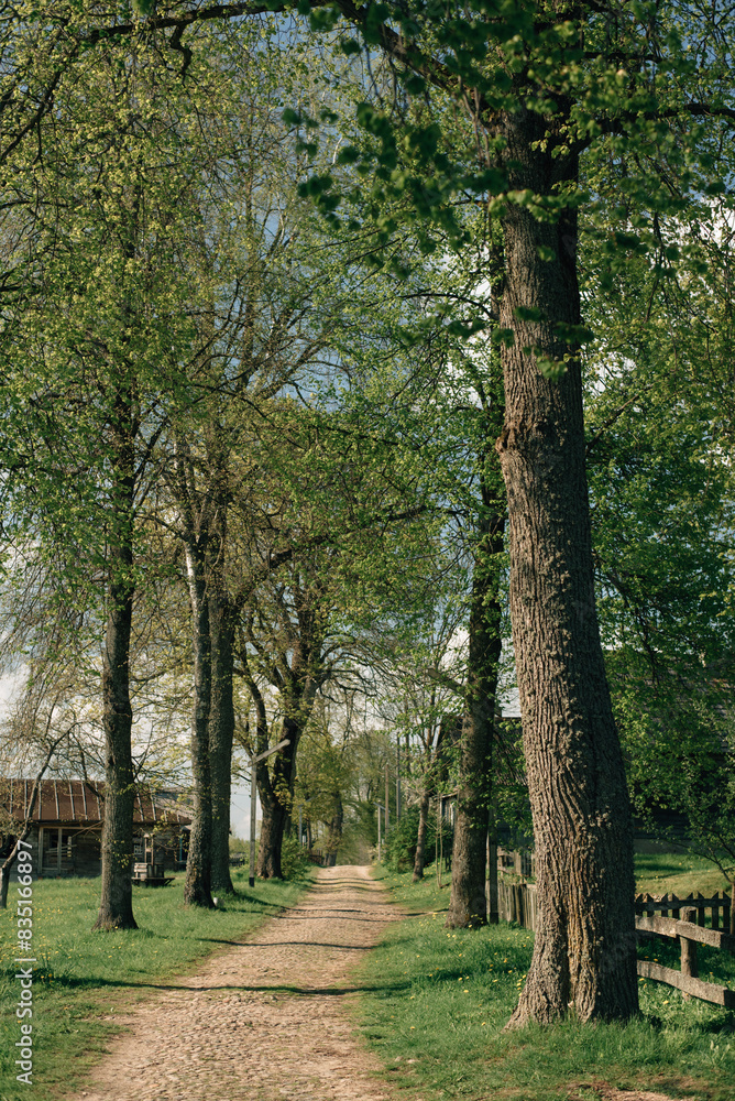 Fototapeta premium narrow cobbled street with trees in the village