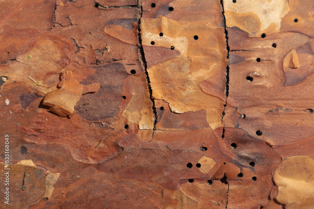 Foto de Texture of pine tree bark eaten by bark beetles. Holes in the