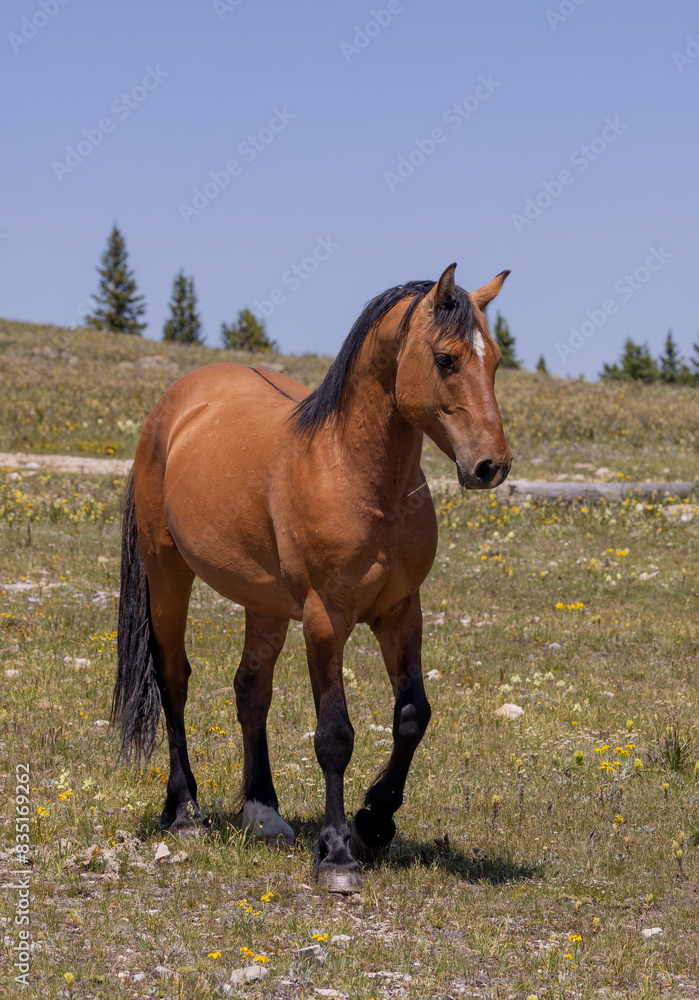 Fototapeta premium Beautiful Wild Horse in the Pryor Mountains Montana in Summer