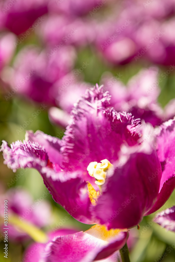 Standing out single colourful pink white purple petals of large tulips catching sunlight. Natural beauty in soft tones Standing out single colourful pink white purple petals of large tulips catching sunlight. Natural beauty in soft tones