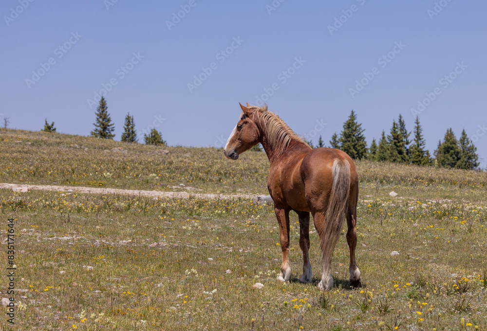 Obraz premium Beautiful Wild Horse in the Pryor Mountains Montana in Summer
