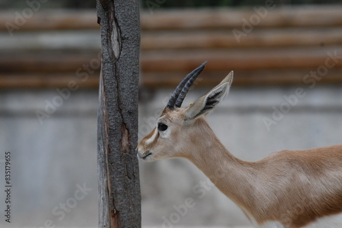 varios animales zoo madrid