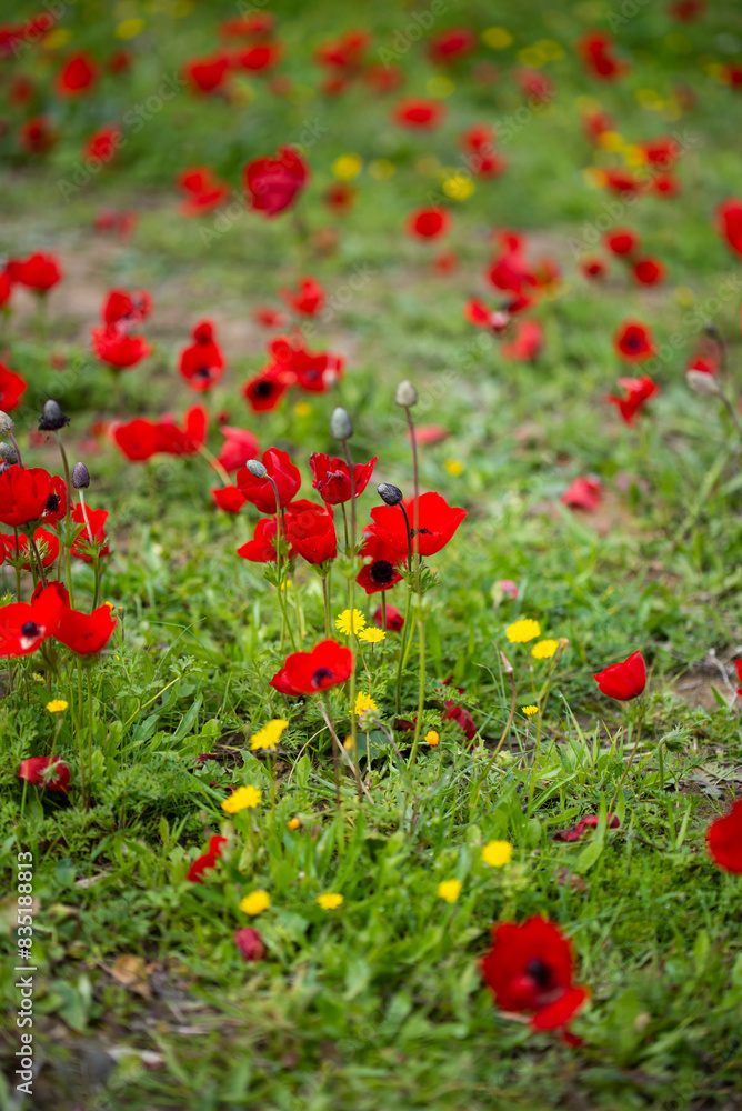 Red anemones (kalaniot) blooming in the fields of southern Israel, symbolizing the country and commemorating Israeli military hostages. Concept of nature, symbolism, and Israeli culture.
