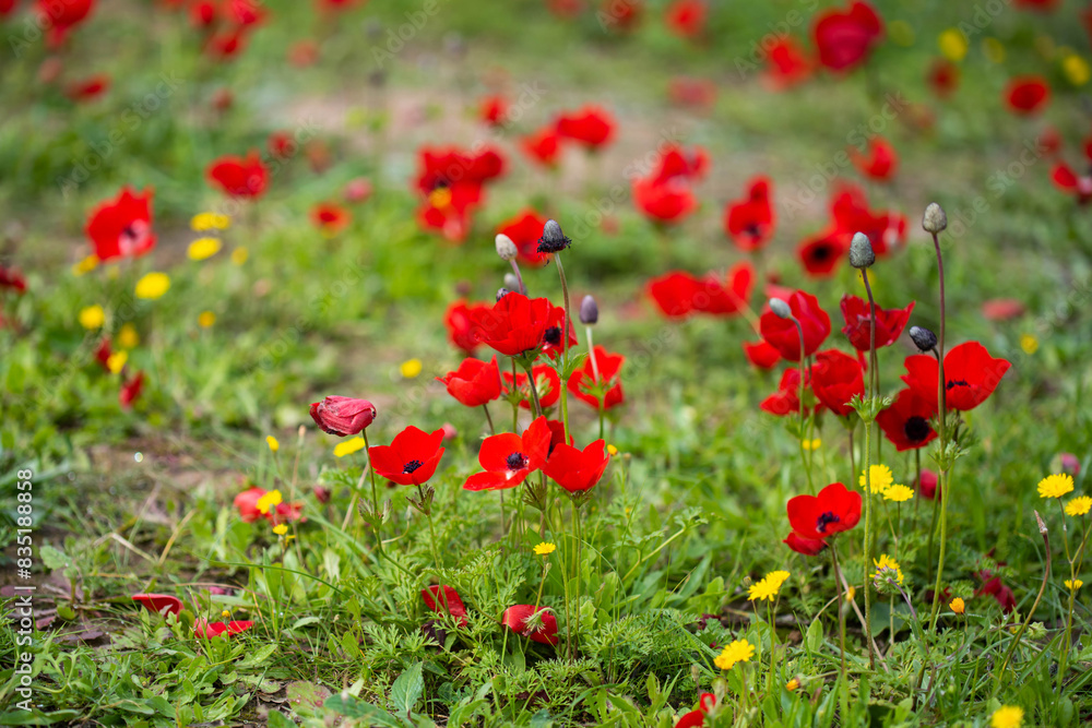 Red anemones (kalaniot) blooming in the fields of southern Israel, symbolizing the country and commemorating Israeli military hostages. Concept of nature, symbolism, and Israeli culture. Red anemones (kalaniot) blooming in the fields of southern Israel, symbolizing the country and commemorating Israeli military hostages. Concept of nature, symbolism, and Israeli culture.