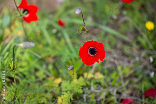 Red anemones (kalaniot) blooming in the fields of southern Israel, symbolizing the country and commemorating Israeli military hostages. Concept of nature, symbolism, and Israeli culture.