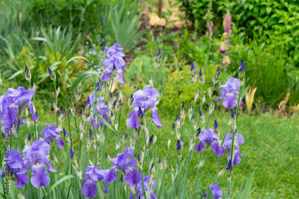 iris cluster with buds and blossoms in a soggy spring garden