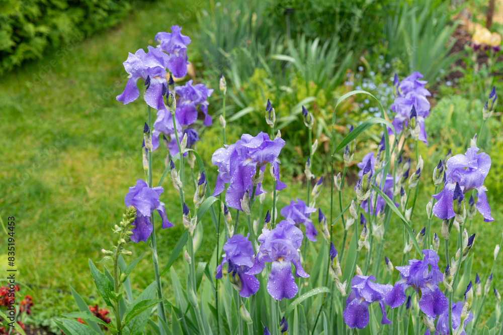 purple irises in bloom during a spring shower purple irises in bloom during a spring shower