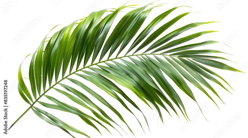 Lush Tropical Palm Frond Elegance on Pristine White Background Lush Tropical Palm Frond Elegance on Pristine White Background