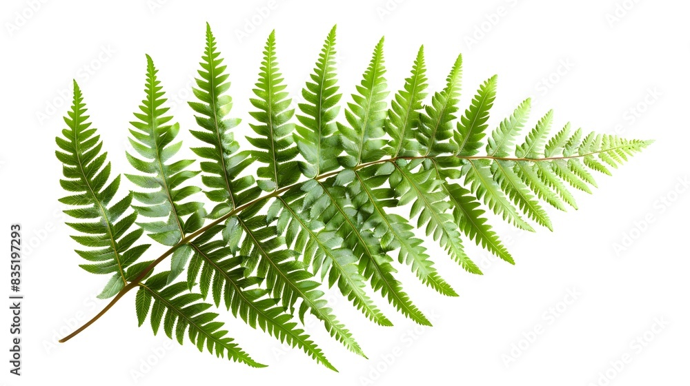 Delicate Fern Frond: A Captivating Pattern for Botanical Designs Delicate Fern Frond: A Captivating Pattern for Botanical Designs