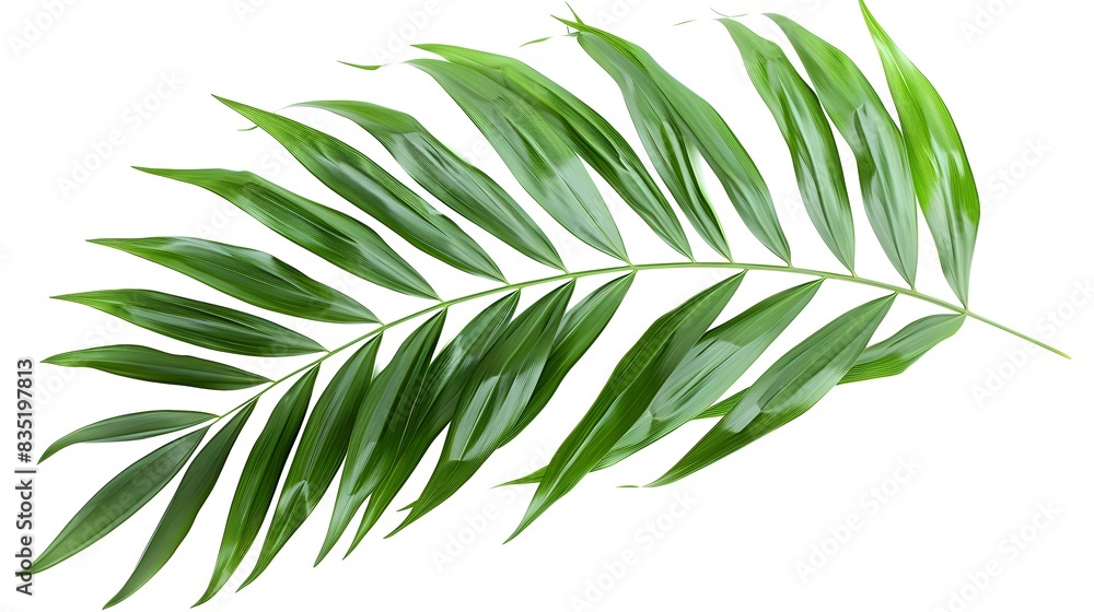 Graceful Areca Palm Leaf: Tropical Serenity on a Pure White Backdrop Graceful Areca Palm Leaf: Tropical Serenity on a Pure White Backdrop