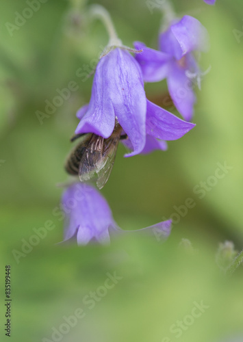 Bee collecting nectar from iside a salvia pratensis flower (meadow clary or meadow sage), close up photo