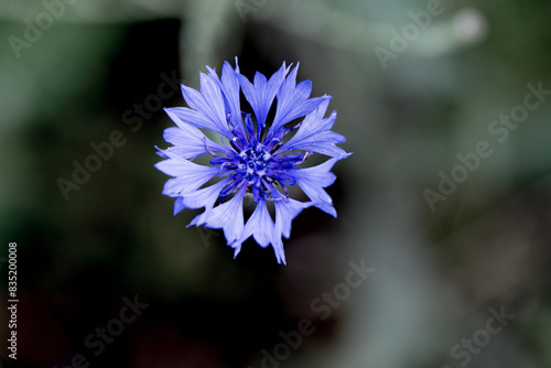 Isolated blue cornflower (centaurea cyanus) from above, background, close-up, copy space