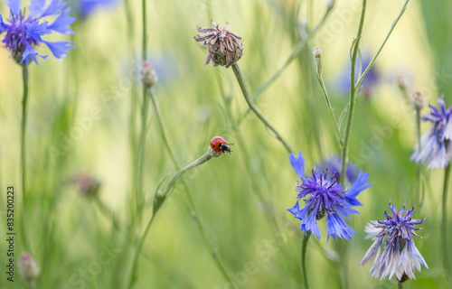 Natural meadow with blue cornflowers (centaurea cyanus) and ladybug