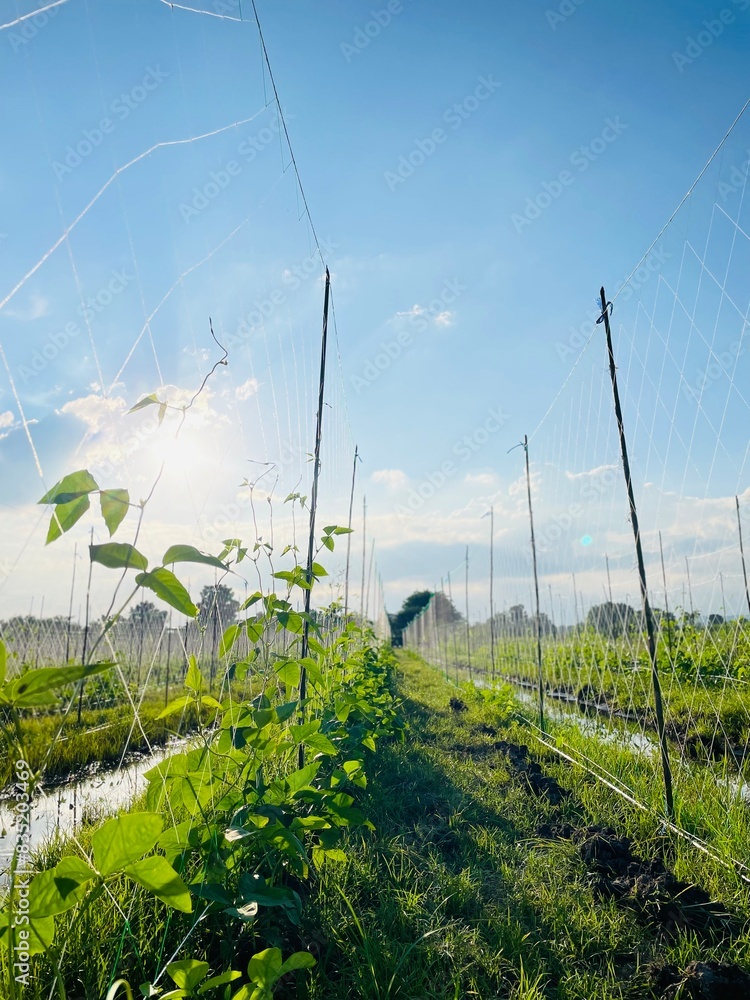 Obraz premium long bean farm