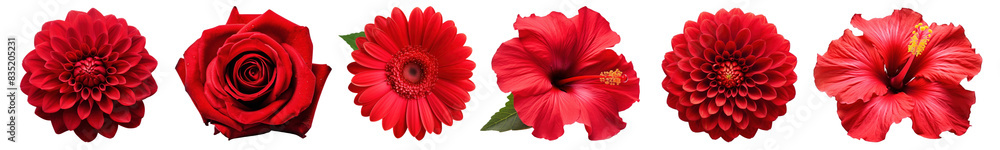 PNG Red flower cut out element set PNG Red flower cut out element set