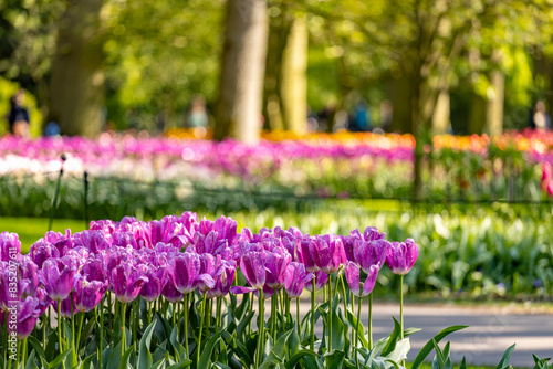 Wallpaper Mural Lovely forest enlightened by sunlight in largest flower garden of the world Keukenhof with vibrant tulip flowers in yellow and pink Torontodigital.ca