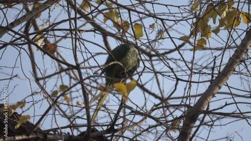 Wintering parrots in park. Iran photo