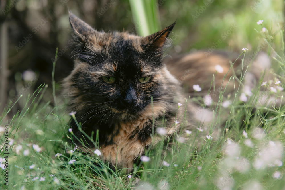 Cat lying on flowers in backyard garden. Cat outdoor Cat lying on flowers in backyard garden. Cat outdoor