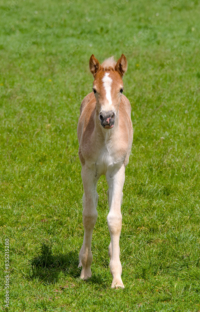 a pretty young Haflinger foal is running in the meadow a pretty young Haflinger foal is running in the meadow