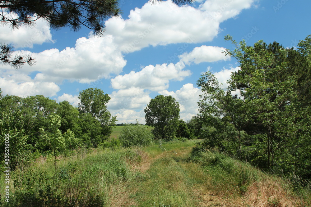 A grassy field with trees and blue sky A grassy field with trees and blue sky