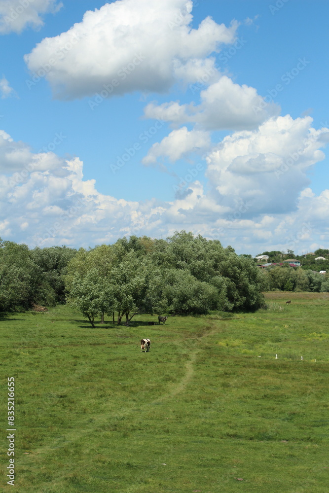 A grassy field with trees and a blue sky A grassy field with trees and a blue sky