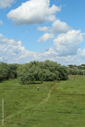 A grassy field with trees and a blue sky