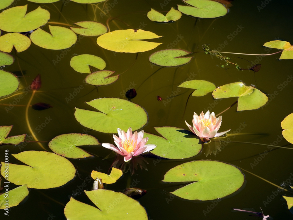 A pink Lotus water lily flower at the pond. A pink Lotus water lily flower at the pond.