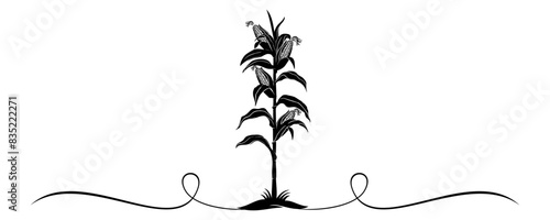 corn plant vector
