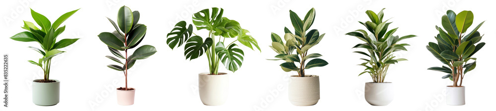 House plant png cut out element set House plant png cut out element set