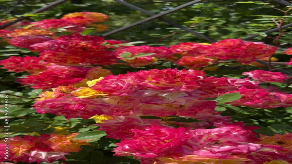 Red and yellow flowers of climbing rose shrub, vertical video. Red and yellow flowers of climbing rose shrub, vertical video.