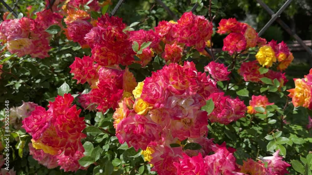 Red and yellow flowers of climbing rose shrub. Red and yellow flowers of climbing rose shrub.