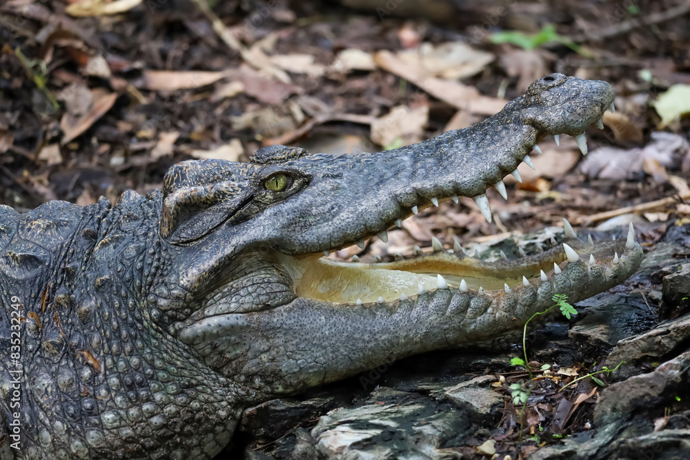 Fototapeta premium Close up crocodile is action show head in garden