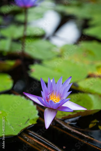 Close up of purple or violet blooming lotus in pond with copy space background  Concept of tranquility flower  harmony and zen  botanical  spa  religion purity  meditation and calm  calm.