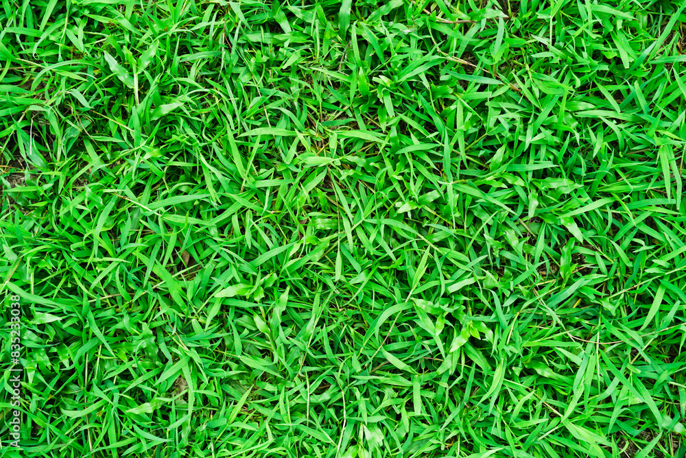 Green grass background texture. Small green leaves texture background. Clean environment. Ornamental plant in the garden. Eco wall. Organic natural background. Green grass background texture. Small green leaves texture background. Clean environment. Ornamental plant in the garden. Eco wall. Organic natural background.