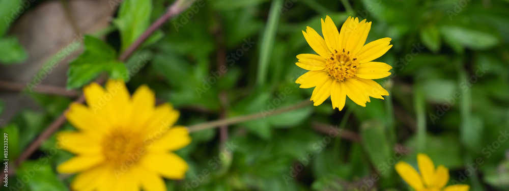 Close up of yellow meadow or daisy with dark green background with copy space, concept of yellow flower or flora, bouquet, blooming gardening season, botanical wallpaper, pretty and cute, romantic. Close up of yellow meadow or daisy with dark green background with copy space, concept of yellow flower or flora, bouquet, blooming gardening season, botanical wallpaper, pretty and cute, romantic.