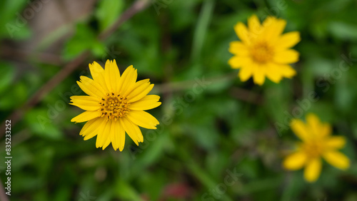 Close up of yellow meadow or daisy with dark green background with copy space  concept of yellow flower or flora  bouquet  blooming gardening season  botanical wallpaper  pretty and cute  romantic.