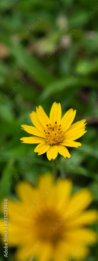 Close up of yellow meadow or daisy with dark green background with copy space, concept of yellow flower or flora, bouquet, blooming gardening season, botanical wallpaper, pretty and cute, romantic. Close up of yellow meadow or daisy with dark green background with copy space, concept of yellow flower or flora, bouquet, blooming gardening season, botanical wallpaper, pretty and cute, romantic.