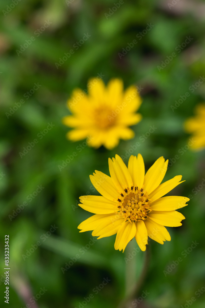 Close up of yellow meadow or daisy with dark green background with copy space, concept of yellow flower or flora, bouquet, blooming gardening season, botanical wallpaper, pretty and cute, romantic. Close up of yellow meadow or daisy with dark green background with copy space, concept of yellow flower or flora, bouquet, blooming gardening season, botanical wallpaper, pretty and cute, romantic.