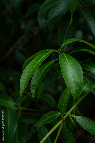 Wallpaper Mural Green leaves pattern abstract background. evergreen leaves with wallpaper copy space. Dark tone color in the Tropical forest environment. Concept of Natural, ecology, botanical, foliage and biology. Torontodigital.ca