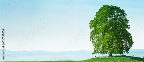Kräftiger Grosser eichenbaum auf einem Hügel vor blauem Himmel
